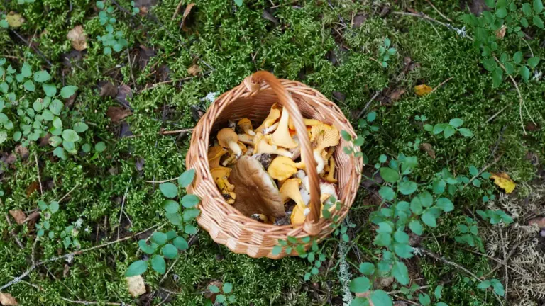Grzybobranie 22–23 sierpnia: zasady bezpiecznych zbiorów