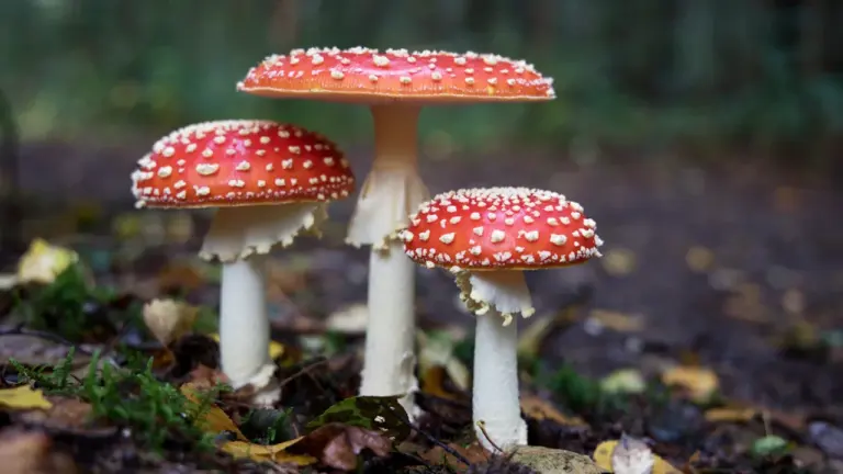Grzybobranie w połowie sierpnia. Tych okazów nie zbieraj