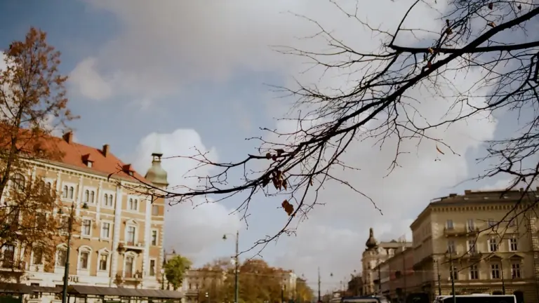 Kraków szykuje drzewa na Rynku. Prace zejdą pod płytę