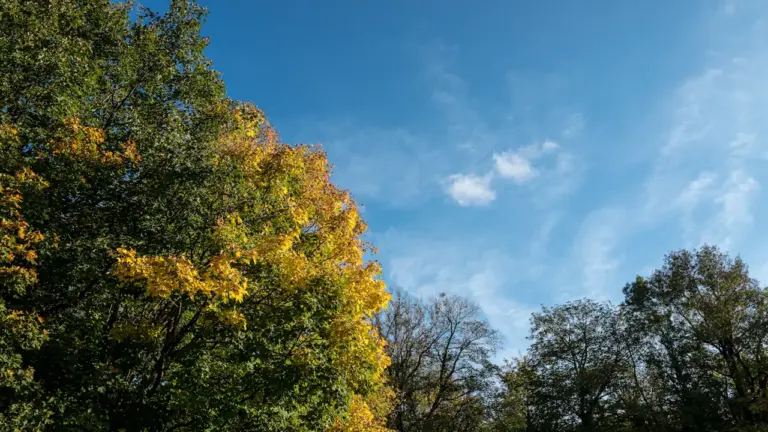 Jesienne drzewa w słoneczny dzień, symbolizujące lekkość i marzenia o lataniu.