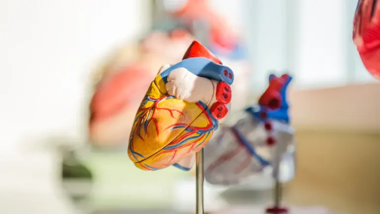 Anatomiczny model serca ludzkiego na stojaku wykorzystywany w edukacji medycznej i profilaktyce zdrowotnej.